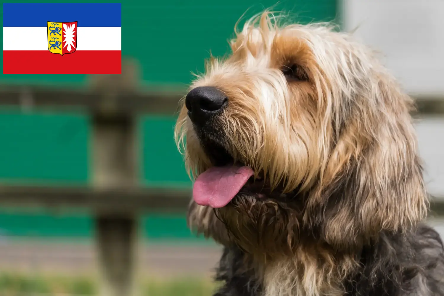 Read more about the article Otterhund tenyésztők és kölykök Schleswig-Holstein tartományban