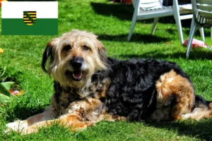 Read more about the article Otterhund tenyésztők és kölykök Szászországban