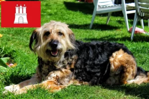 Read more about the article Otterhund tenyésztők és kölykök Hamburgban