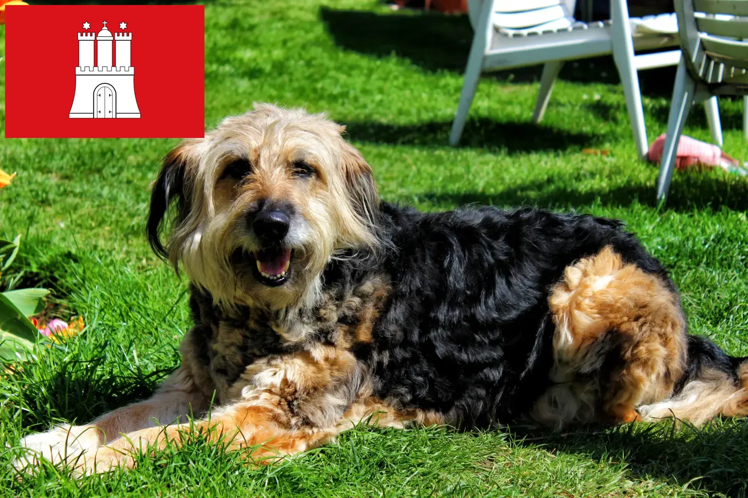 Read more about the article Otterhund tenyésztők és kölykök Hamburgban