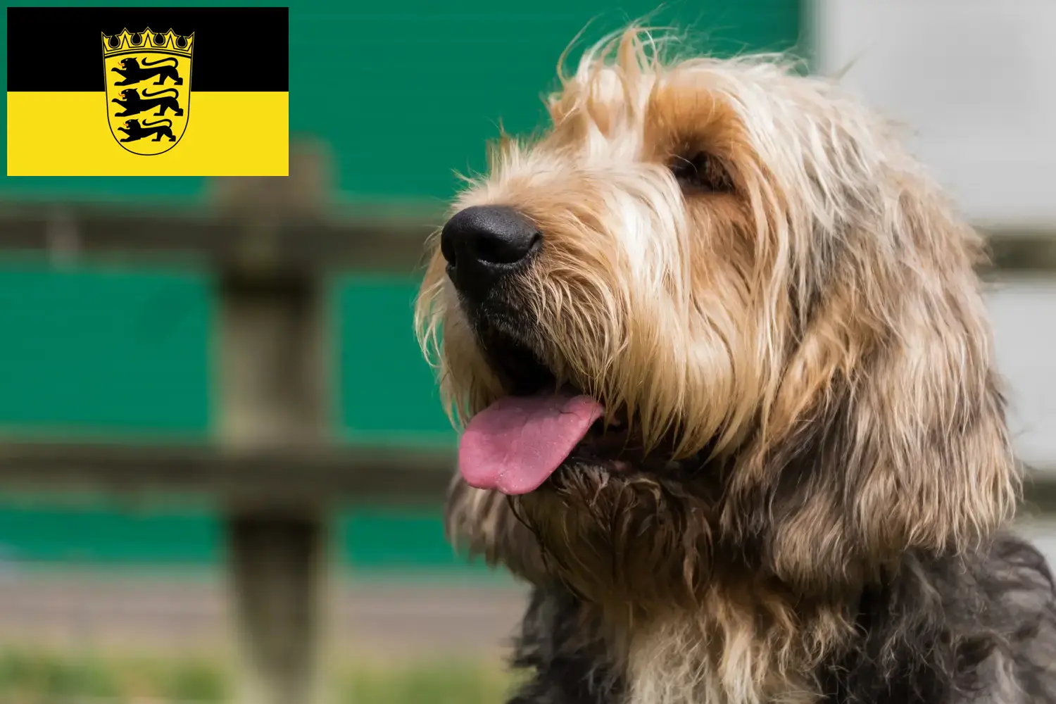 Read more about the article Otterhund tenyésztők és kölykök Baden-Württembergben