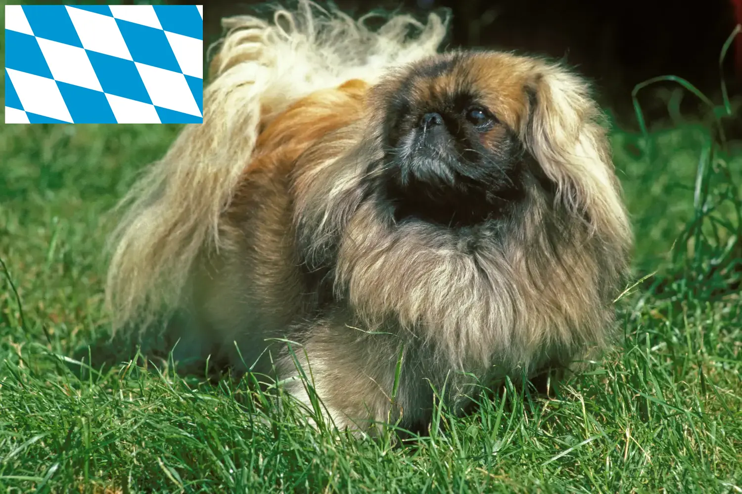 Read more about the article Pekingi tenyésztők és kiskutyák Bajorországban