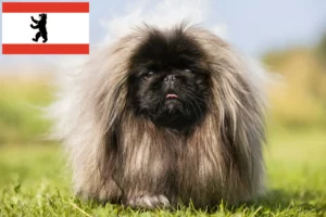 Read more about the article Pekingi tenyésztők és kiskutyák Berlinben