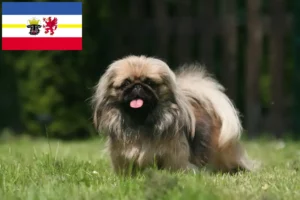 Read more about the article Pekingi tenyésztők és kiskutyák Mecklenburg-Elő-Pomeránia tartományban