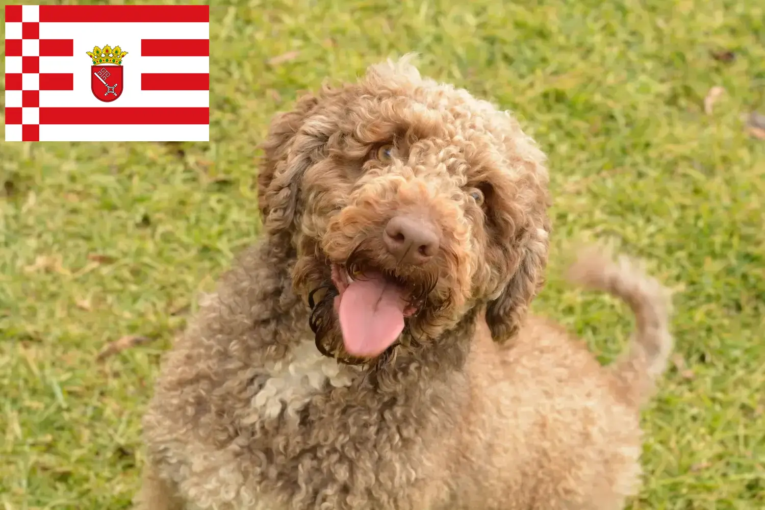 Perro de Agua Español kölyökkutyák és tenyésztők Bréma Itt talál Perro de Agua Españols tenyésztőket Brémában.