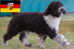 Read more about the article Perro de Agua Español tenyésztők és kölykök Saarlandban