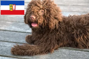 Read more about the article Perro de Agua Español tenyésztők és kiskutyák Schleswig-Holstein tartományban