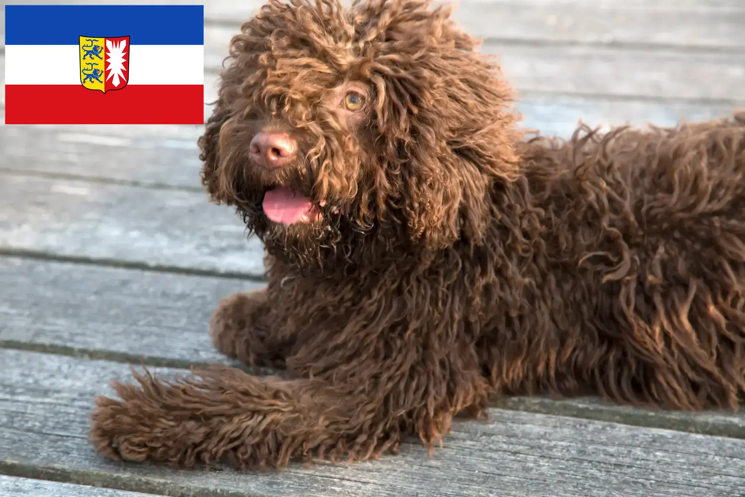 Perro de Agua Español kölyökkutyák és tenyésztők Schleswig-Holstein Itt találhat Perro de Agua Españols tenyésztőket Schleswig-Holsteinben.