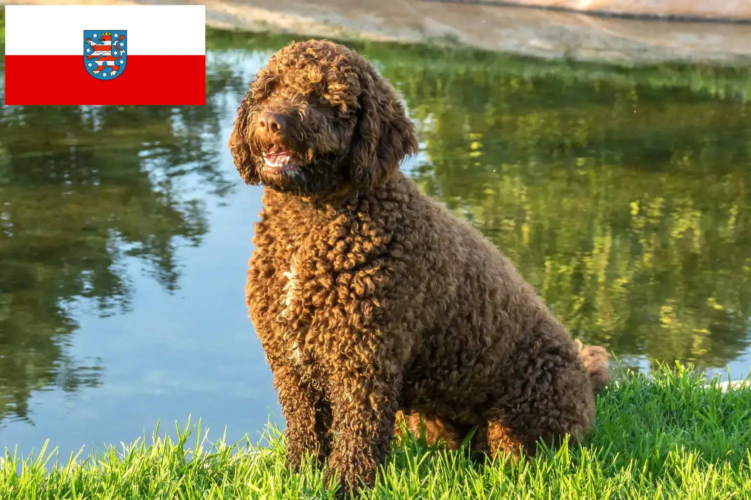 Perro de Agua Español kiskutyák és tenyésztők Thüringia Itt találhat Perro de Agua Españols tenyésztőket Türingiában.