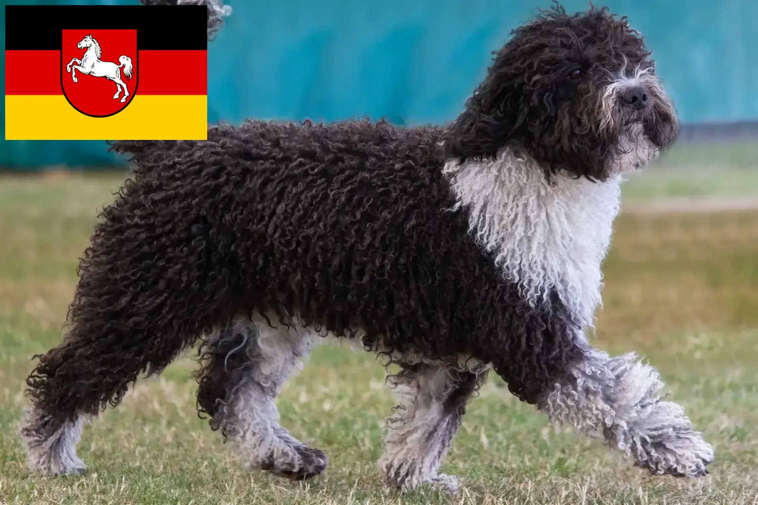 Perro de Agua Español kiskutyák és tenyésztők Alsó-Szászország Itt találhat Perro de Agua Españols tenyésztőket Niedersachsenban.