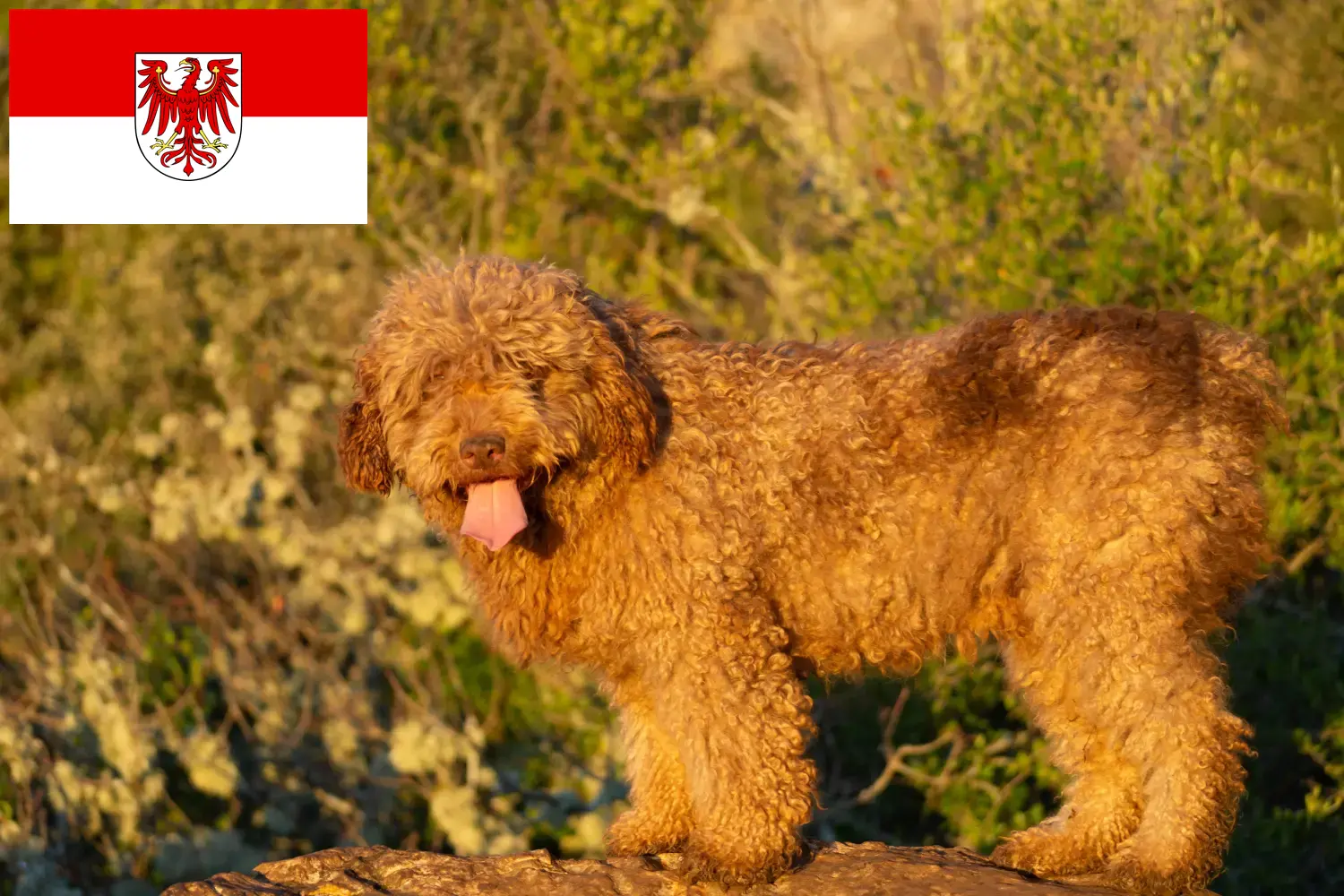Perro de Agua Español kölyökkutyák és tenyésztők Brandenburg Itt találhat Perro de Agua Españols tenyésztőket Brandenburgban.