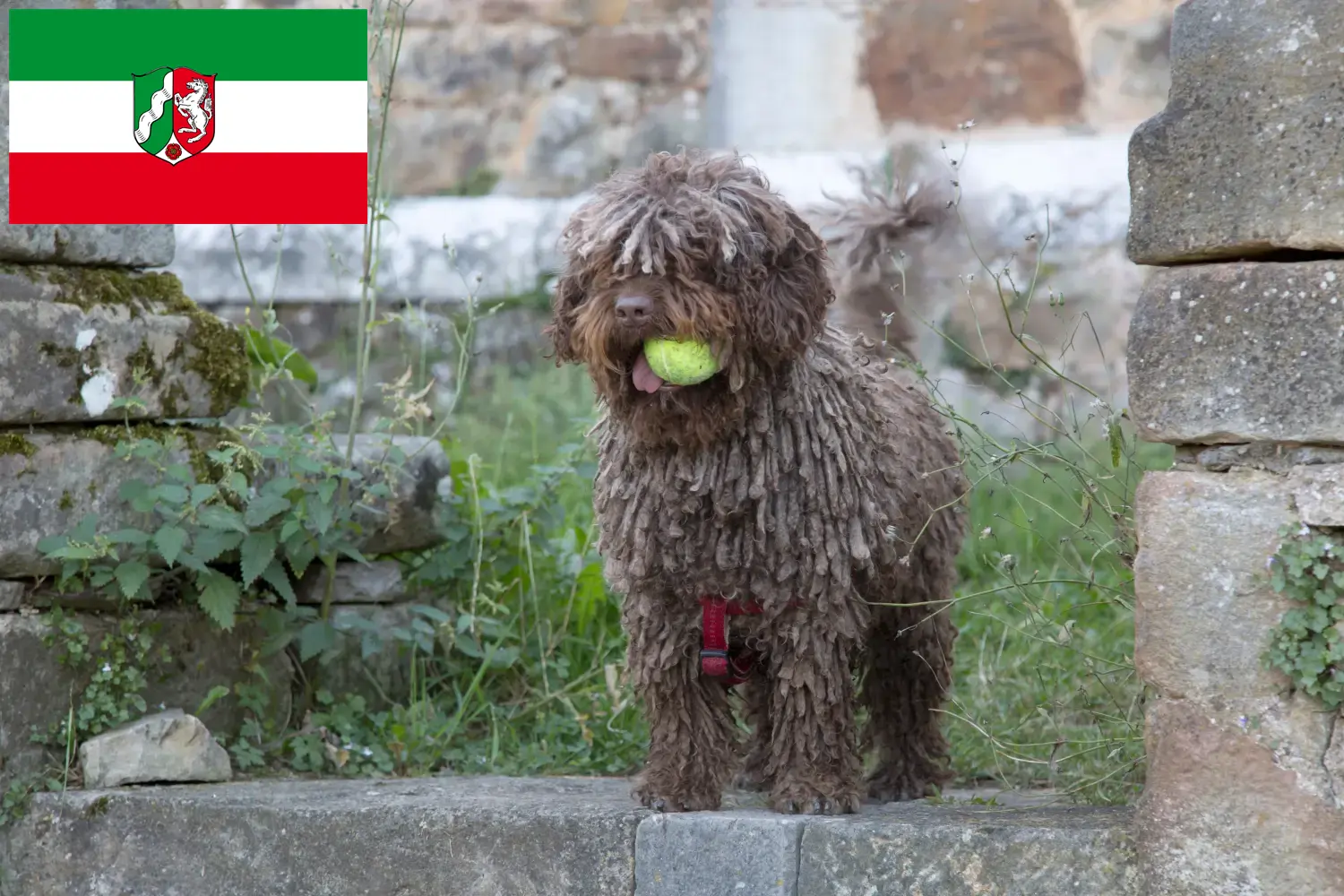 Perro de Agua Español kiskutyák és tenyésztők Észak-Rajna-Vesztfália Itt megtalálhatja a Perro de Agua Españols tenyésztőket Észak-Rajna-Vesztfália területén.