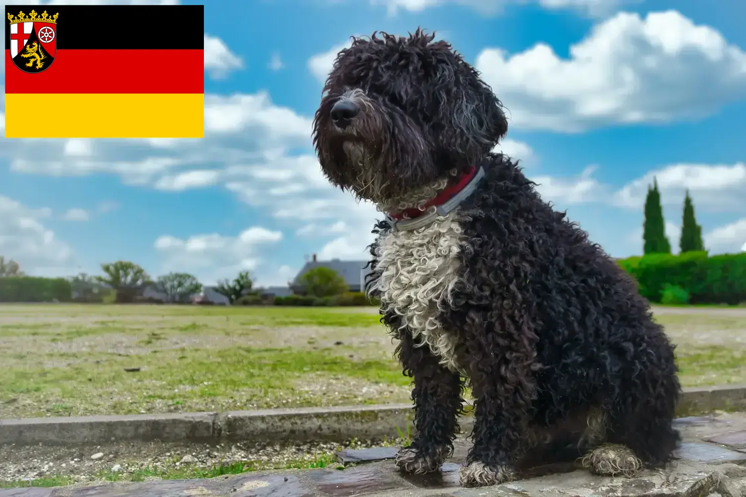 Perro de Agua Español kölyökkutyák és tenyésztők Rajna-vidék-Pfalz Itt találhat Perro de Agua Españols tenyésztőket Rajna-vidék-Pfalzban.