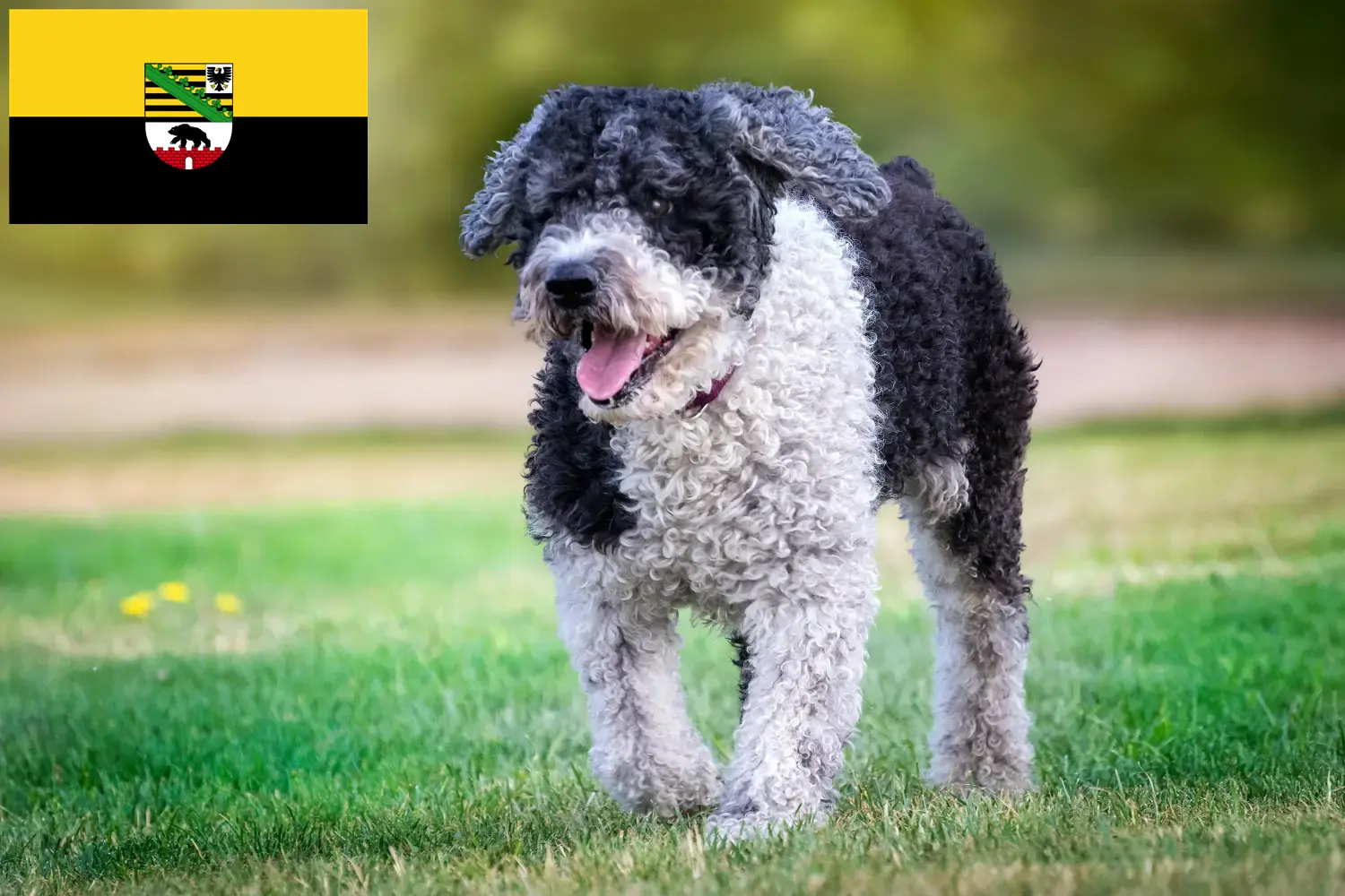 Perro de Agua Español kiskutyák és tenyésztők Szász-Anhalt tartományban Itt találhat Perro de Agua Españols tenyésztőket Szász-Anhaltban.