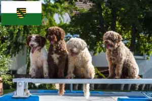 Read more about the article Perro de Agua Español tenyésztők és kölykök Szászországban