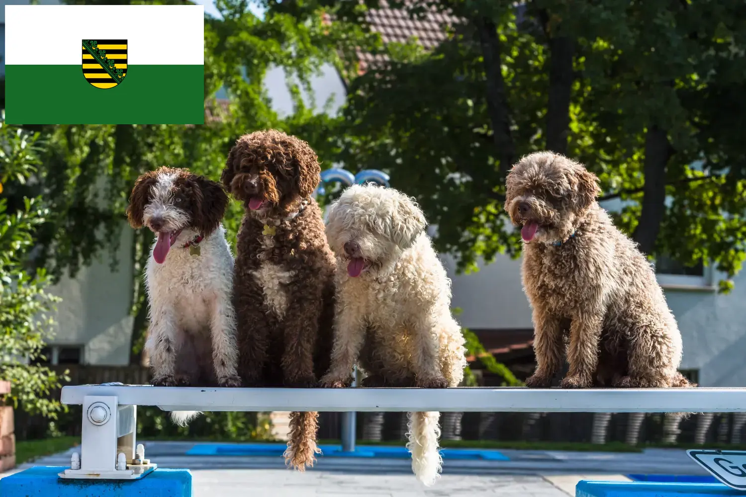 Perro de Agua Español kölyökkutyák és tenyésztők Szászország Itt találsz Perro de Agua Españols tenyésztőket Szászországban.