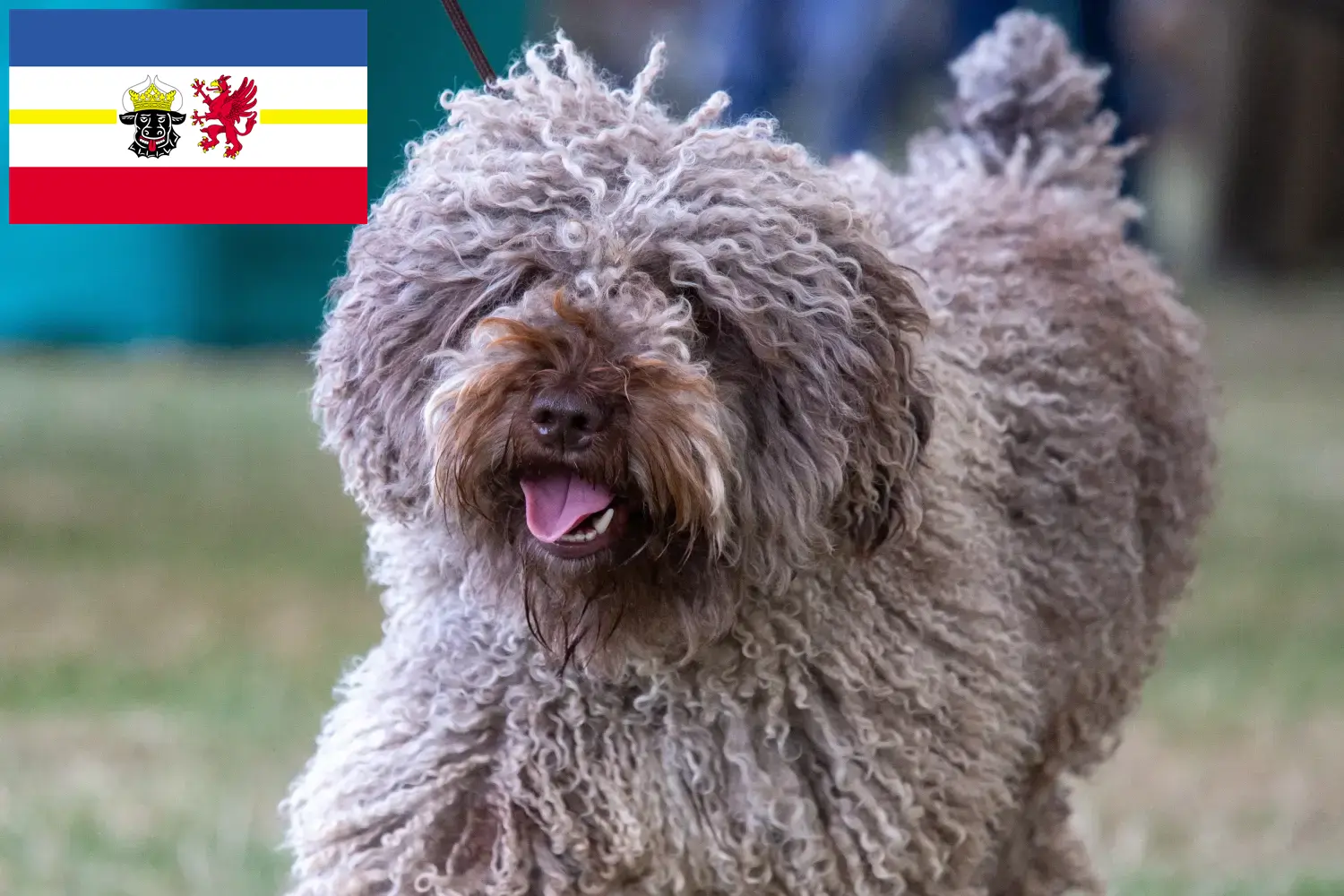 Perro de Agua Español kölyökkutyák és tenyésztők Mecklenburg-Vorpommern Itt találhat Perro de Agua Españols tenyésztőket Mecklenburg-Elő-Pomeránia területén.