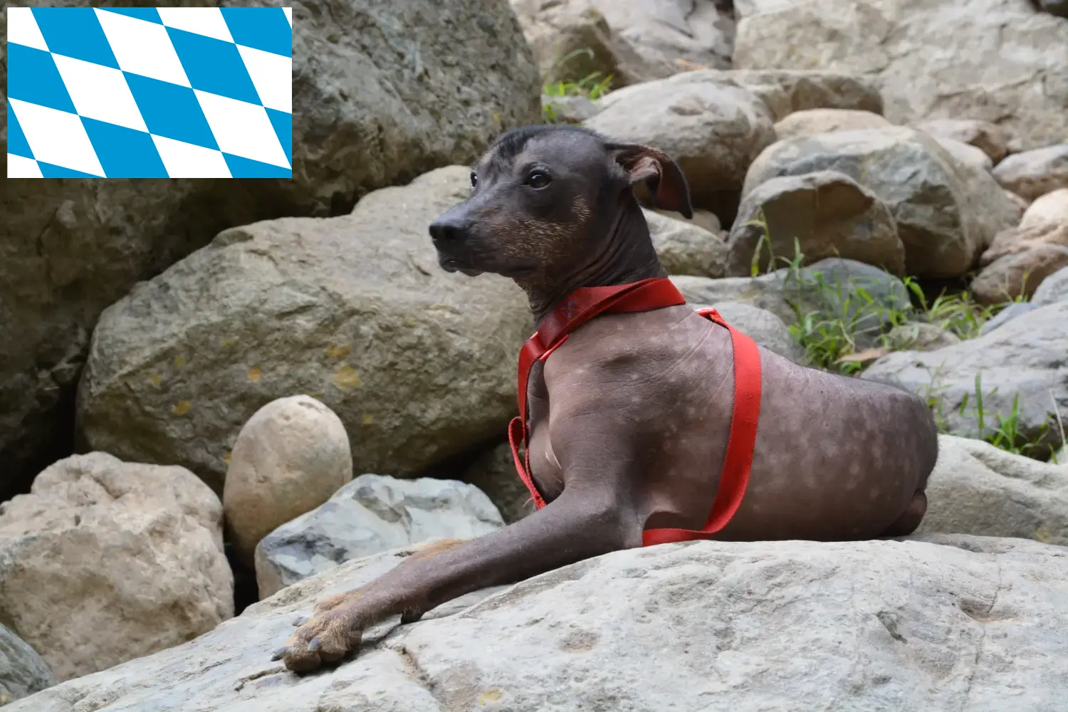 Perui szőrtelen kutya kölykök és tenyésztő Bavaria Itt találhat perui szőrtelen kutyatenyésztőket Bajorországban.