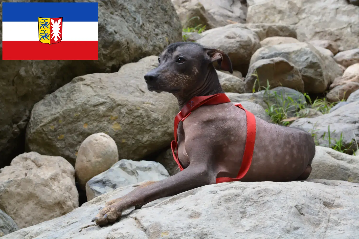 Perui szőrtelen kutya kölyökkutyák és tenyésztő Schleswig-Holstein Itt találhat perui szőrtelen kutyatenyésztőket Schleswig-Holstein területén.