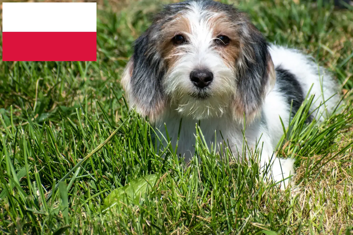 Petit Basset Griffon Vendéen kiskutyák és tenyésztő Lengyelország Keress Petit Basset Griffon Vendéens tenyésztőket Lengyelországban.
