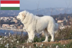 Read more about the article Pireneusi hegyikutya tenyésztő és kölykök Magyarországon