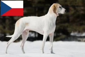 Read more about the article Porcelán tenyésztők és kiskutyák Csehországban