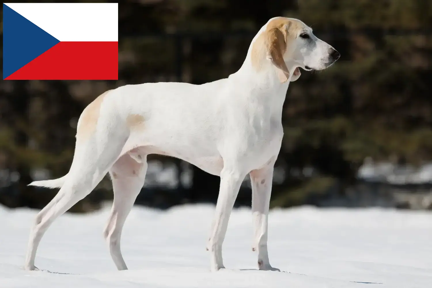 Porcelán kiskutyák és tenyésztők Csehország Itt találhat Porcelaines tenyésztőket Csehországban.