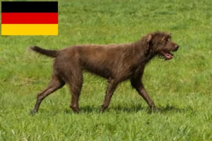 Read more about the article Pudelpointer tenyésztők és kiskutyák Németországban