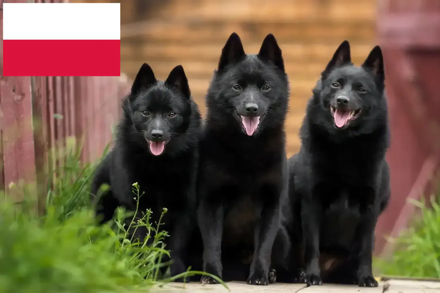 Schipperke kiskutyák és tenyésztők Lengyelország Itt találhat Schipperkes tenyésztőket Lengyelországban.