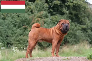 Read more about the article Shar Pei tenyésztők és kölykök Magyarországon