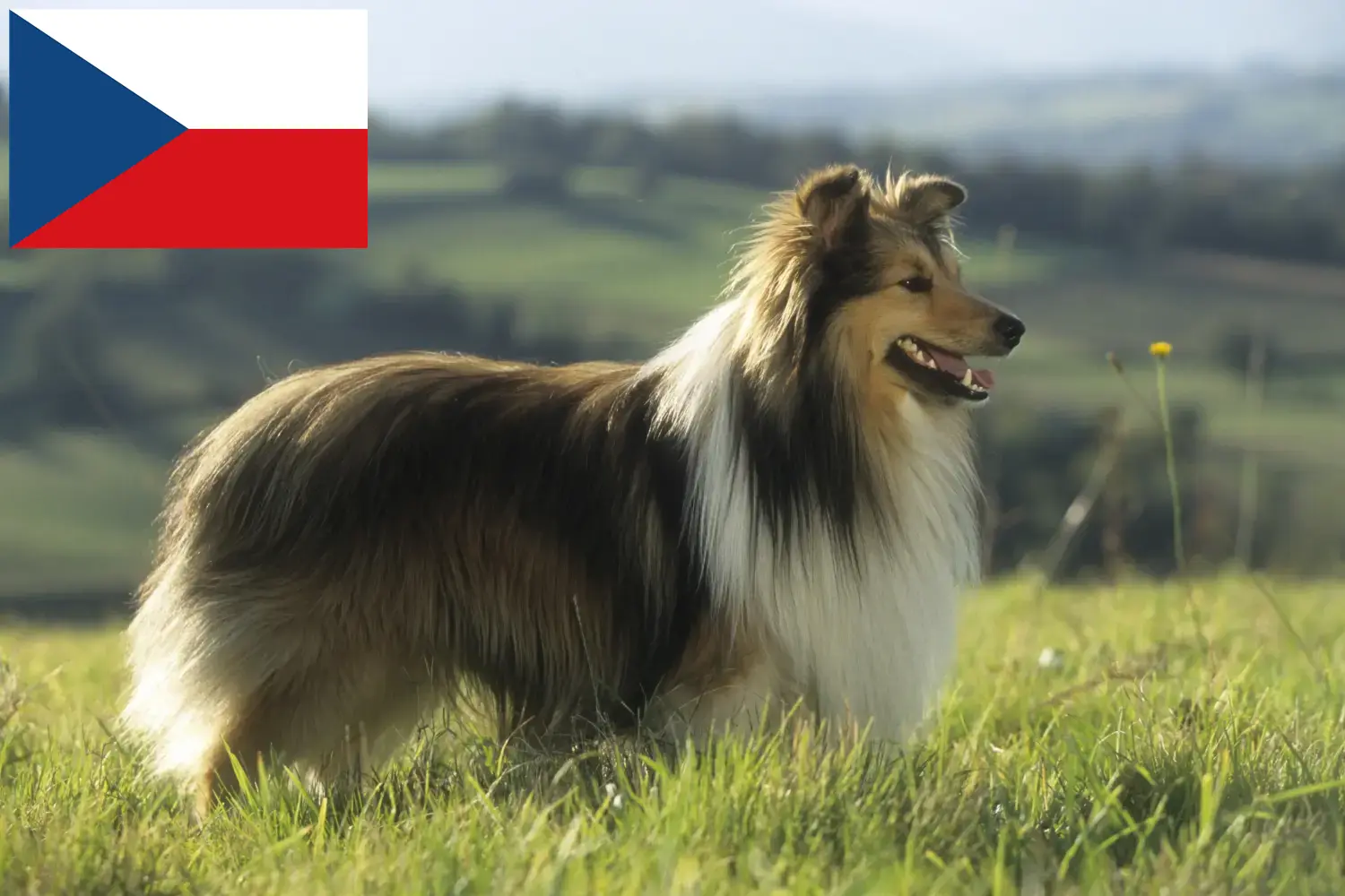 Sheltie kiskutyák és tenyésztők Csehország Keress shelties tenyésztőket Csehországban.