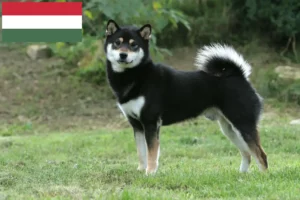 Read more about the article Shiba tenyésztők és kölykök Magyarországon
