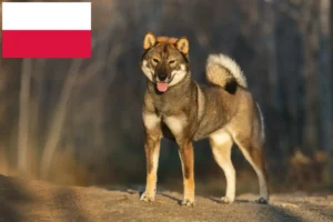 Read more about the article Shikoku tenyésztők és kiskutyák Lengyelországban