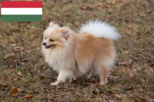 Read more about the article Spitz tenyésztők és kiskutyák Magyarországon