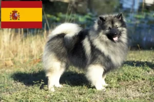 Read more about the article Spitz tenyésztők és kölykök Spanyolországban