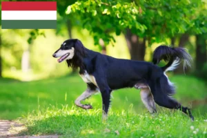 Read more about the article Szaluki tenyésztők és kiskutyák Magyarországon