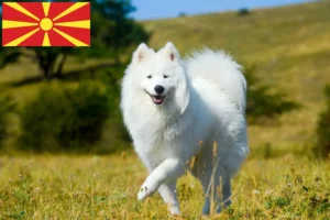 Read more about the article Szamojéd tenyésztők és kiskutyák Észak-Macedónia területén