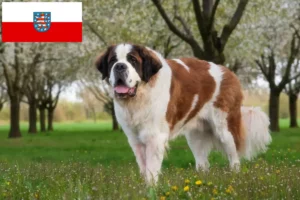 Read more about the article Bernhardinus tenyésztők és kölykök Türingiában