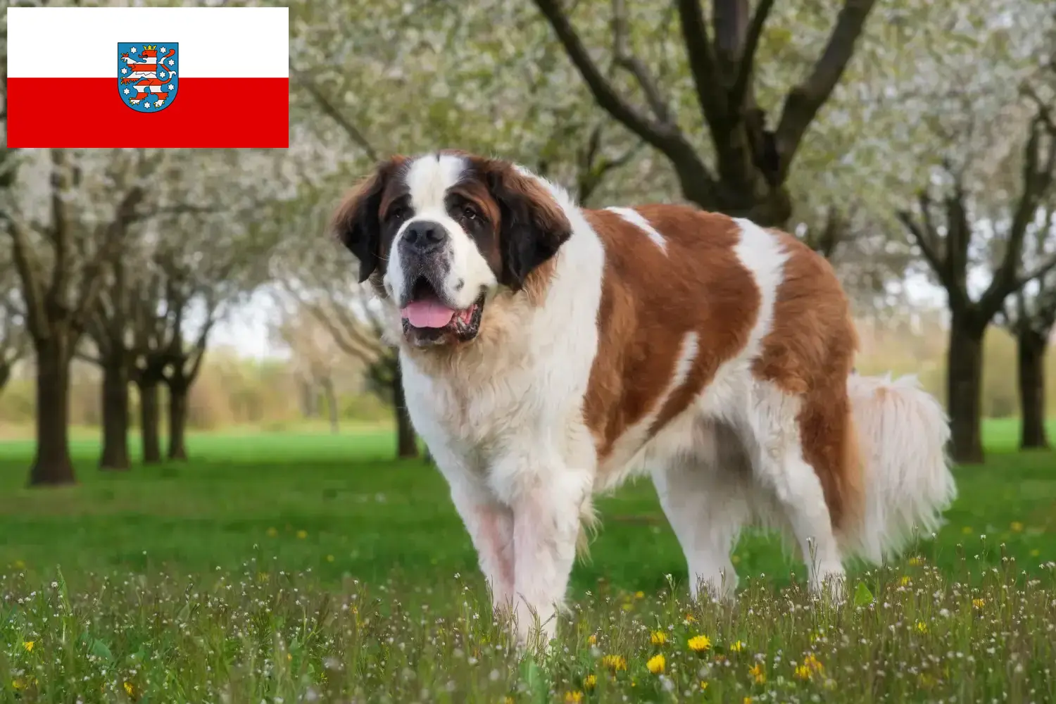 Bernhardinus kiskutyák és tenyésztők Türingia Itt találhat bernáthegyi tenyésztőket Türingiában.