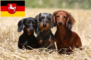 Read more about the article Tacskó tenyésztők és kölykök Alsó-Szászországban