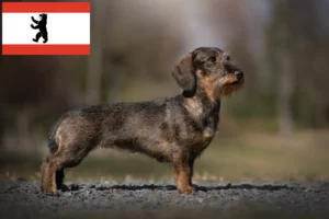Read more about the article Tacskó tenyésztők és kölyökkutyák Berlinben