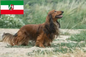Read more about the article Tacskótenyésztők és kölyökkutyák Észak-Rajna-Vesztfália területén