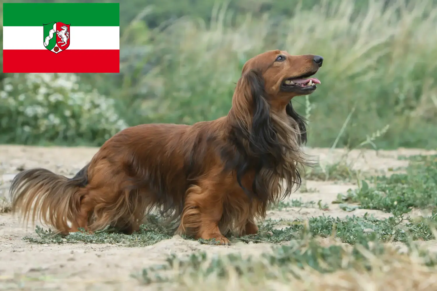 Tacskó kiskutyák és tenyésztők Észak-Rajna-Vesztfália Itt találhat tacskótenyésztőket Észak-Rajna-Vesztfáliában.