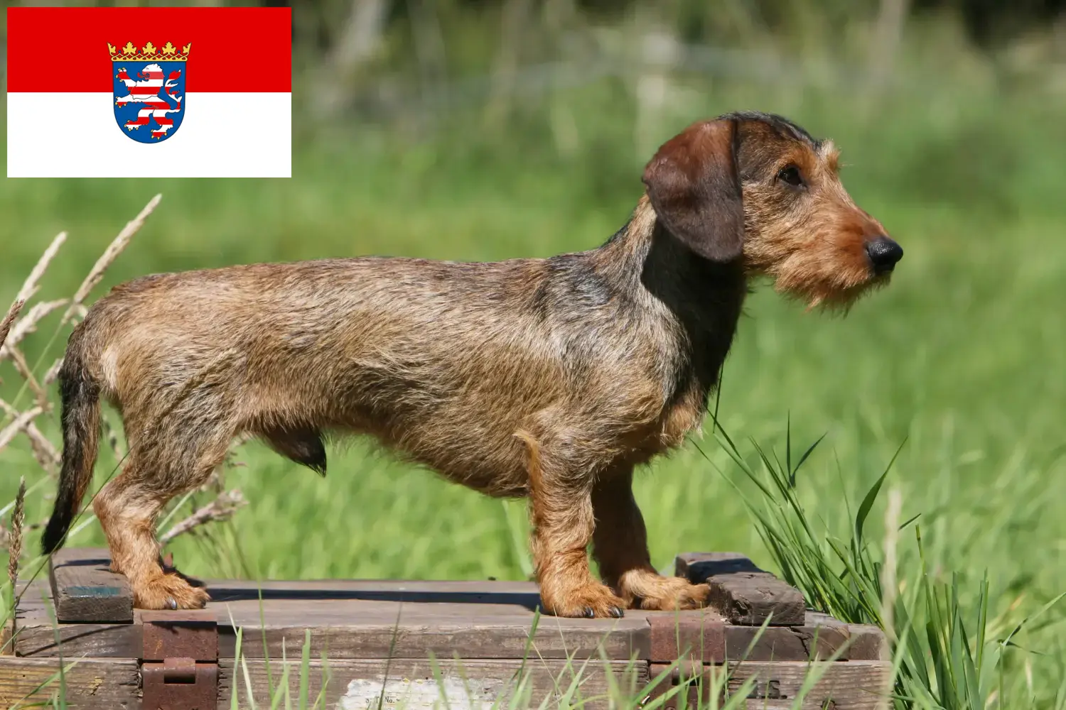 Tacskó kiskutyák és tenyésztők Hessen Itt találhat tacskótenyésztőket Hessenben.