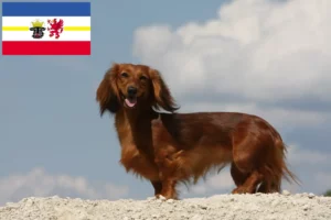 Read more about the article Tacskótenyésztők és kölyökkutyák Mecklenburg-Vorpommernben