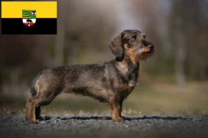 Read more about the article Tacskó tenyésztők és kölykök Szász-Anhaltban