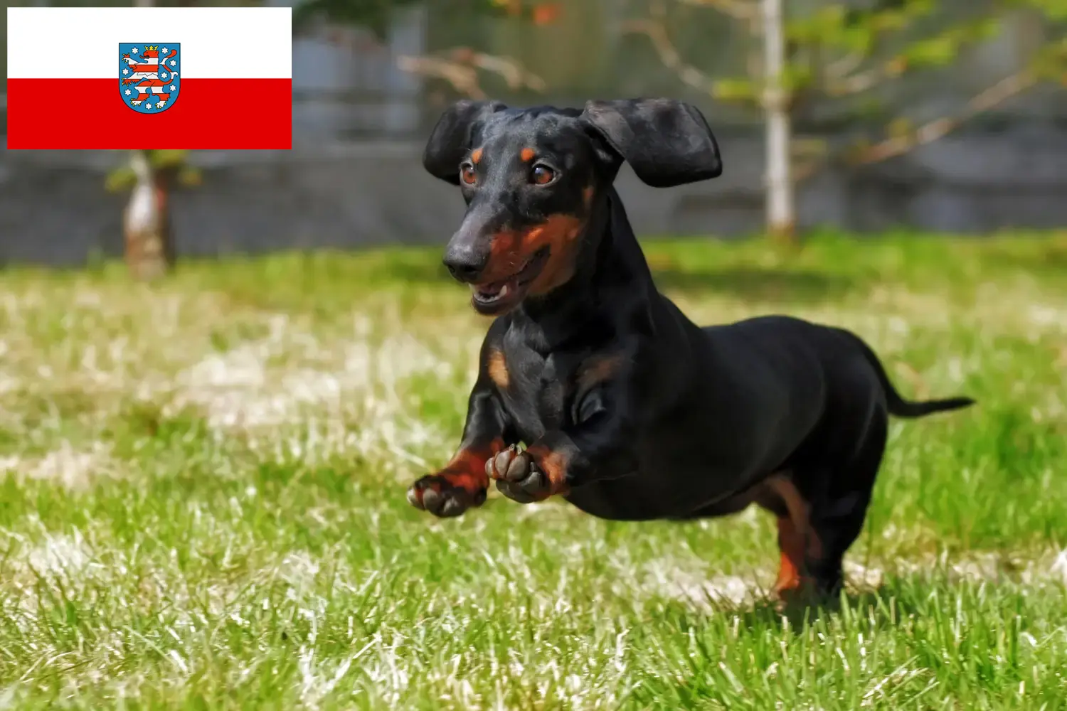 Read more about the article Tacskó tenyésztők és kölykök Türingiában