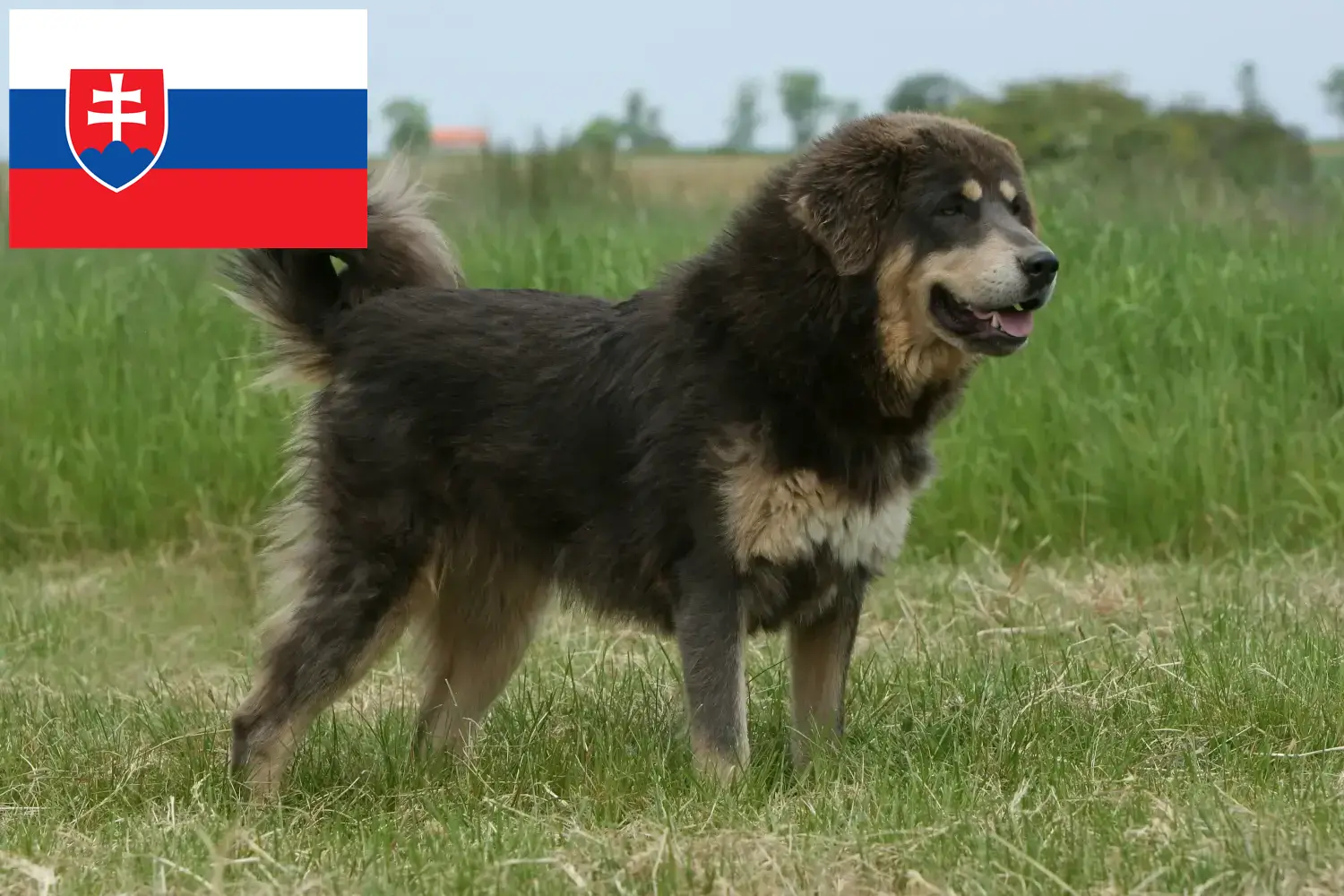 Tibeti masztiff kölykök és tenyésztő Szlovákia Itt talál tibeti masztiff tenyésztőket Szlovákiában.