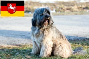Read more about the article Tibeti terrier tenyésztők és kiskutyák Alsó-Szászországban