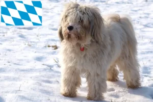 Read more about the article Tibeti terrier tenyésztők és kiskutyák Bajorországban